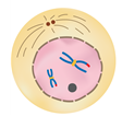 профаза7.png