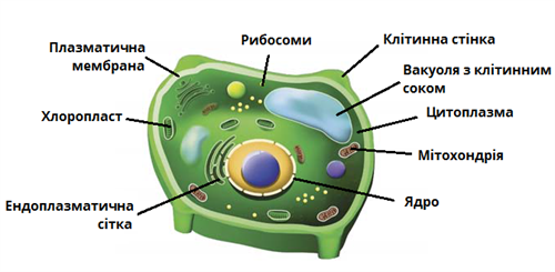 Клітина рослин.png