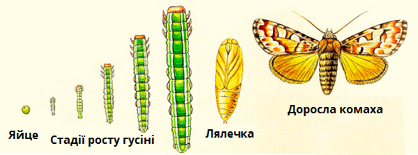 Названия стадий между личинкой и нимфой