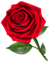 roza-png.png