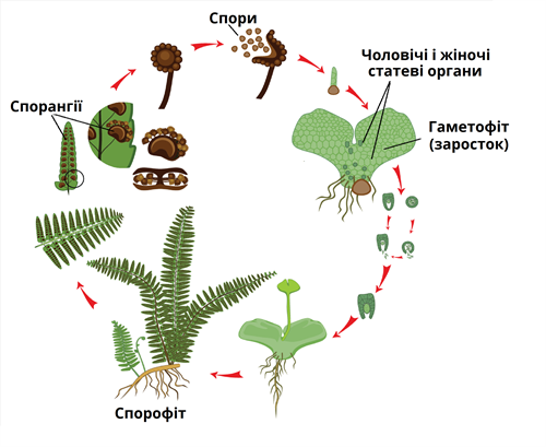 папороті розмноження.png