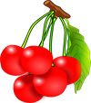 cherries-158472_1280.png
