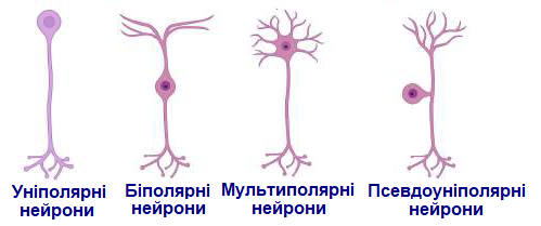 нейрони.png