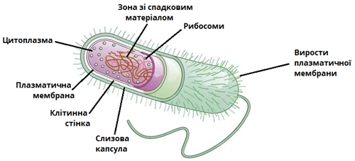 Клітина бактерій.png