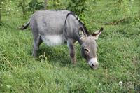 donkey-4340637_1280.jpg
