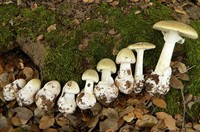 бліда поганка з сайту влісі.jpg