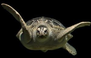 морська черепаха6.jpg