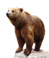 wild-1280149_960_720.png