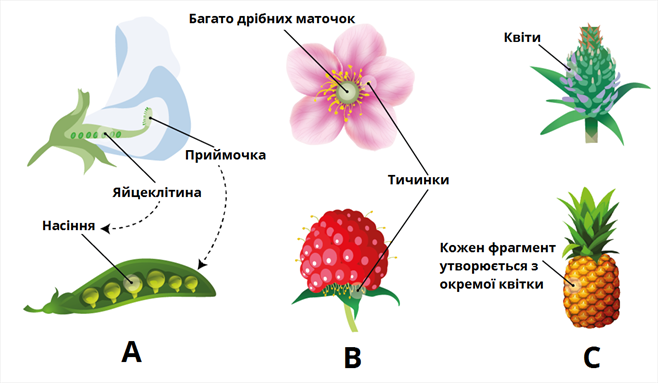 різноманітність плодів.png