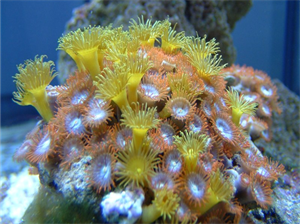 коралові поліпи.png