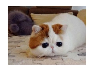 София Кондрашова