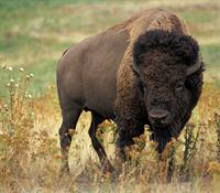 bison-pix_.jpg