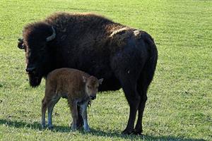 bison2-pix.jpg