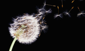 Dandelion-seed-head-blowi-001.png