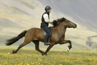 fast_horse_riding.jpg
