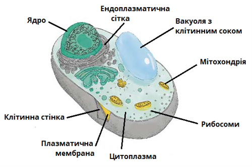 Клітина грибів.png