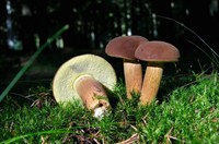 польський гри з сайту влісі.jpg