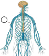 мя3.png