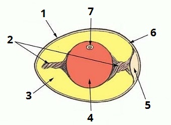 яйце-цифри6.jpg