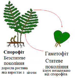 Бесполое поколение растений называется. Спорофит и гаметофит папоротника. Спорофит папоротника поколение. Бесполое поколение гаметофит или спорофит. Строение спорофита папоротника.