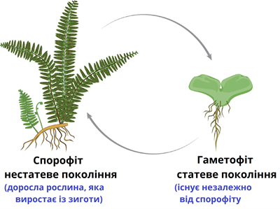 спорофіт-гаметофит.png