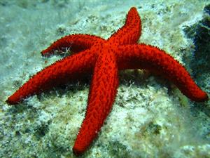 starfish-pix.jpg