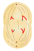 анафаза6.png