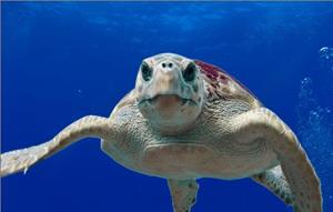 морська черепаха7.jpg