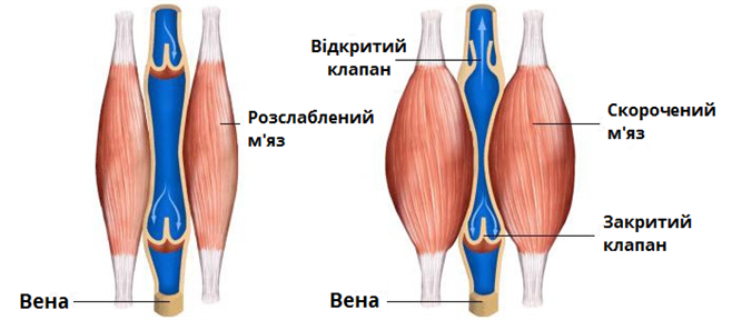 вена з мязами.png