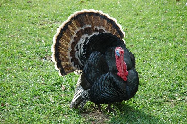 turkey-pix.jpg