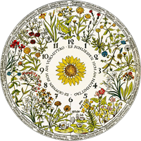 Квітковий годинник Карла Ліннея.png