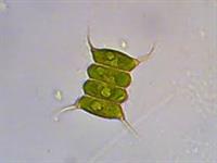 сценодесмус4.jfif