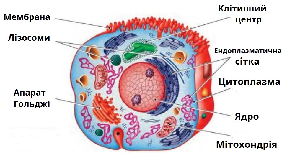 Строение клетки ученые