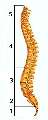 хребет цифри4.jpg