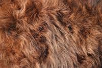 fur pix.jpg