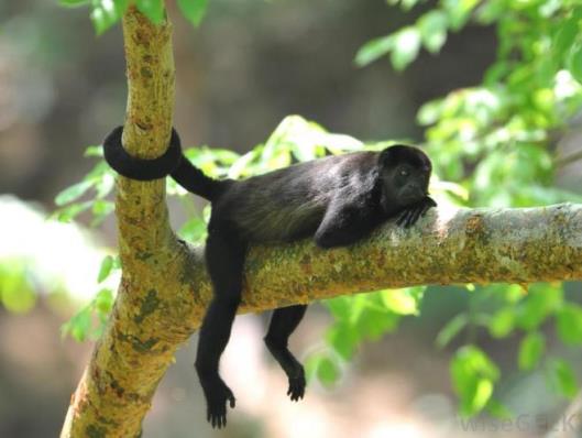 black-monkey-in-tree-holding-on-with-tail.jpg
