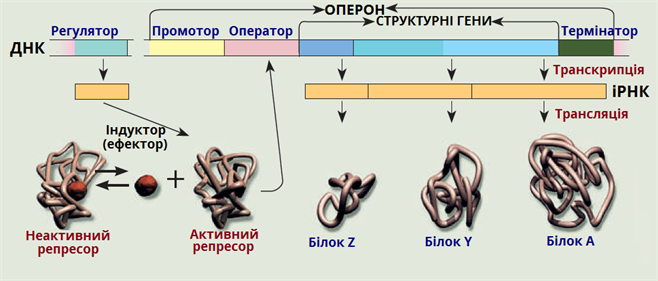 регуляція активності гена.png