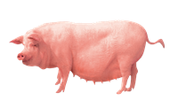 свиня.png