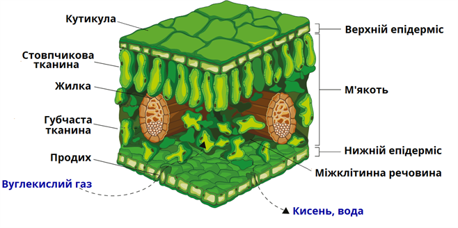 Клітина будова листка.png