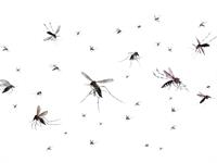 Shutterstock_2122957880_mosquitoes_odi.jpg