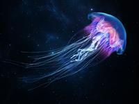 Shutterstock_2086368655_jellyfish_medūza.jpg