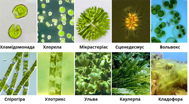 зелені водорості.png