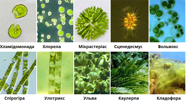 Зелені водорості — урок. Біологія, 6 клас.