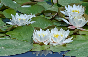латаття4.png