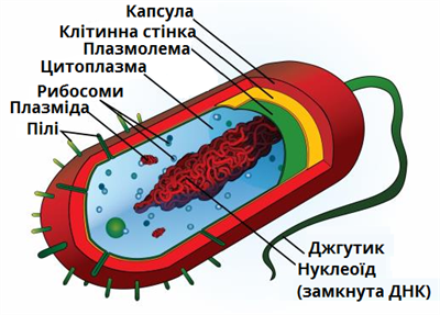 бактерія схема.png
