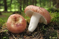 сироїжка з сайту влісі.jpg