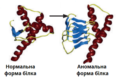 пріони.png