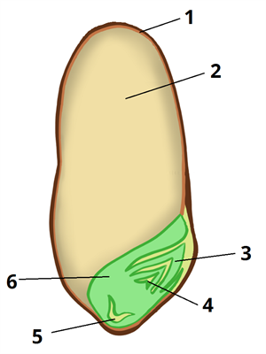 пшениця цифри1.png