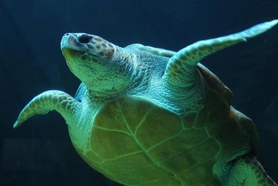морська черепаха15.jpg