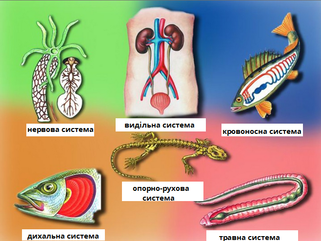 системи органів.png